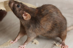 bekjempe rotter effektivt